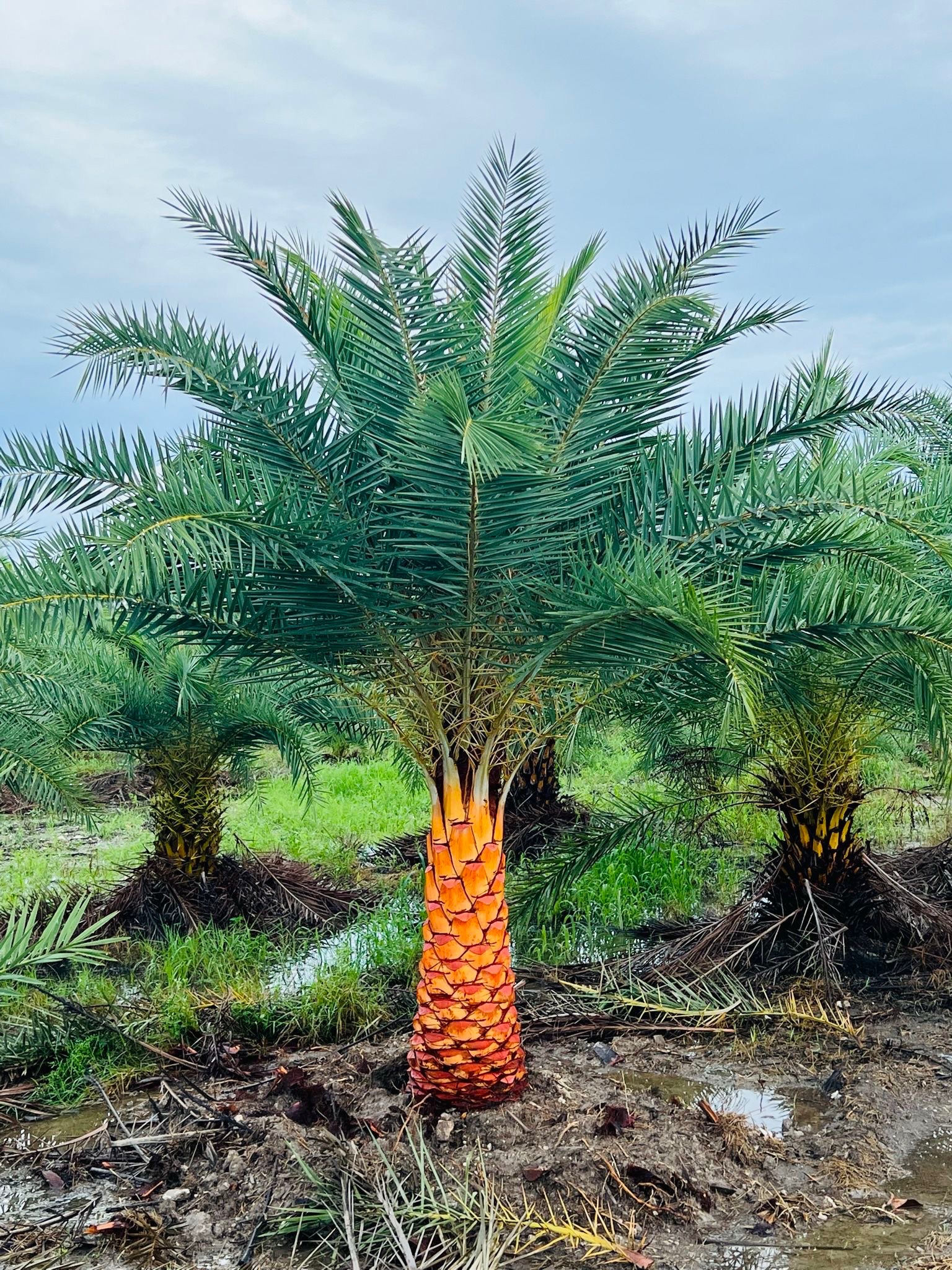 Sylvester Palm